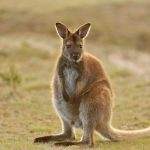 Runaway wallaby evades police in busy German city