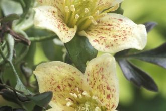 10 plants to grow in October for stunning blooms all winter