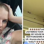 ‘Hundreds of ladybirds are taking over my house and have started peeing on me’