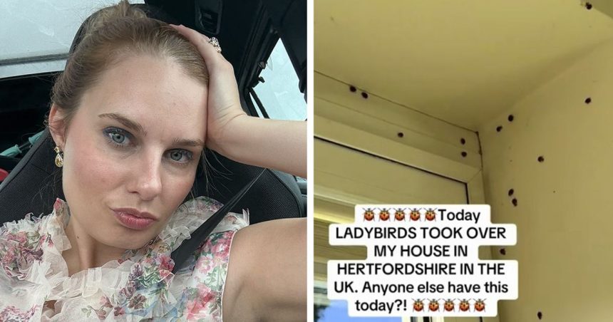 ‘Hundreds of ladybirds are taking over my house and have started peeing on me’