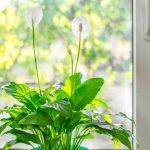 Introducing five plants into your home can help fight mould in winter