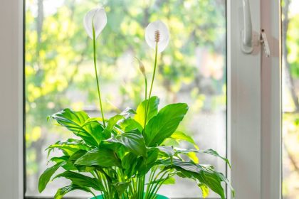 Introducing five plants into your home can help fight mould in winter