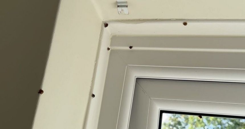 ‘My house is invaded by ladybirds every year – I’m absolutely petrified by them’