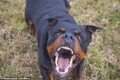 It’s not the dog, it’s the owner: Vets confirm the heartbreaking reason why some pets are so aggressive