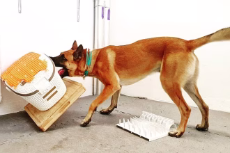 Canine casino! Dogs’ obsessions with their favourite toys are comparable to gambling addictions in humans, study finds