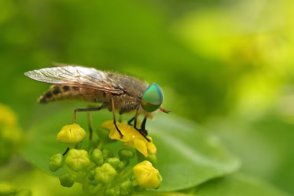 Britain’s DEADLY critters: Experts reveal the unsuspecting creepy crawlies that can kill you – including horseflies, Asian Hornets, and mosquitoes