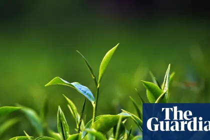 A Scottish tea mystery: green shoots – episode one | Science