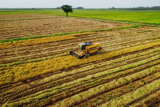 SAPZ strengthens 1,445 Kano households with toolkits for gardening