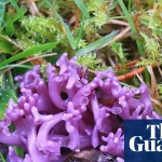 Fungi finds: UK citizen scientists make rare pink and purple discoveries | Fungi