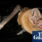 Grisly recording reveals bat catching, killing and eating robin mid-flight | Animal behaviour