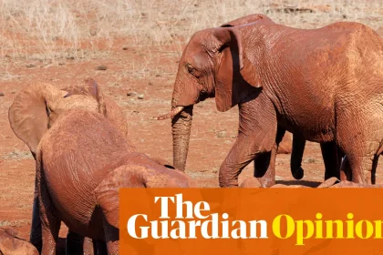 Canine identify toys whereas elephants identify one another. Animal language is extra advanced than we think about | Helen Pilcher