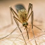 How climate change is making us sick – DW – 10/29/2025