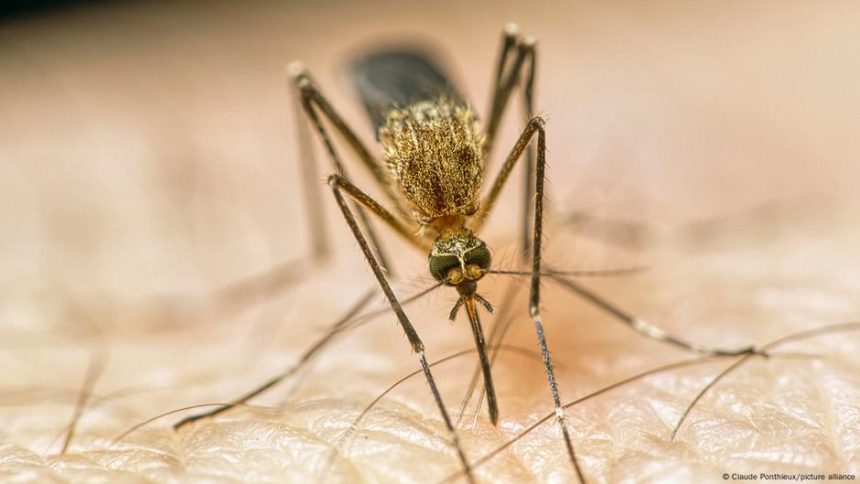 How climate change is making us sick – DW – 10/29/2025