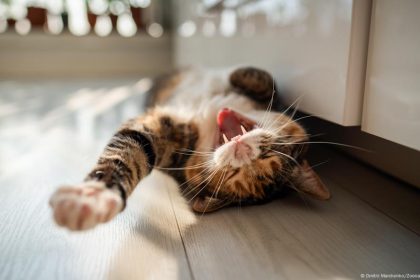 ‘Das crazy’ is the German Youth Word of the Year 2025 – DW – 10/18/2025