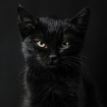 The many mysterious meanings of black cats – DW – 10/31/2025