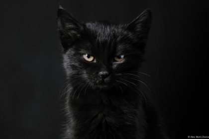 The many mysterious meanings of black cats – DW – 10/28/2025