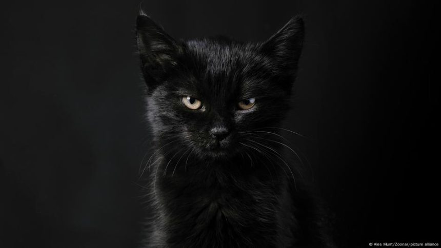 The many mysterious meanings of black cats – DW – 10/31/2025