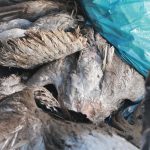 Bird flu spreads in Europe, US – DW – 10/28/2025