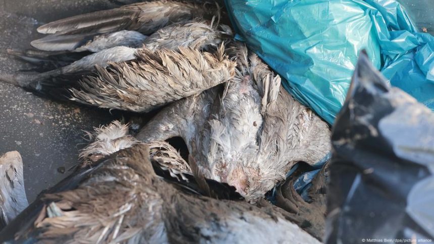 Bird flu spreads in Europe, US – DW – 10/28/2025