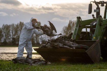 500,000 birds culled as flu spreads – DW – 10/27/2025