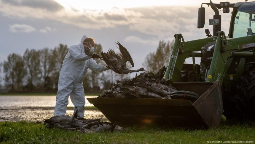 500,000 birds culled as flu spreads – DW – 10/27/2025