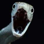 Why Black Mamba Bites Can Suddenly Get Worse After Treatment