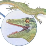 167-Million-Year-Old Lizard With Snake-Like Jaws Puzzles Scientists