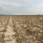 This Devastating Virus Has Been Lurking Undetected in U.S. Fields for Nearly 20 Years