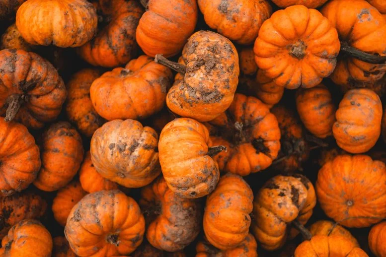 Scientists Finally Discover Why Pumpkins Absorb Pollution