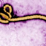 Ebola: 42 dead in DRC as cases rise to 64