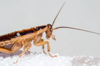 Roaches Are Making You Sick, and Getting Rid of Them Could Clean Your Air