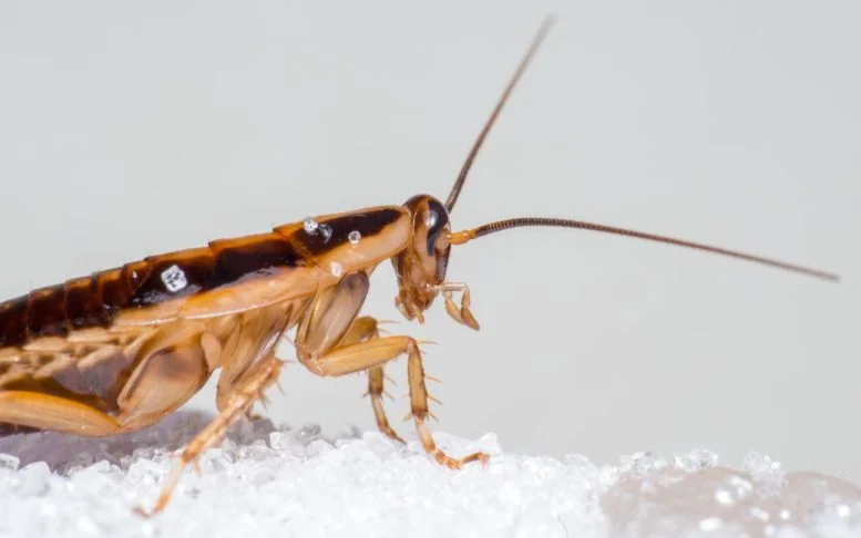 Roaches Are Making You Sick, and Getting Rid of Them Could Clean Your Air