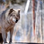 Trump administration tells Colorado to stop importing gray wolves from Canada