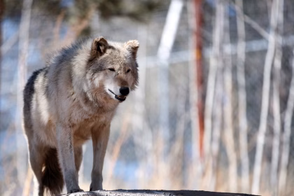 Trump administration tells Colorado to stop importing gray wolves from Canada