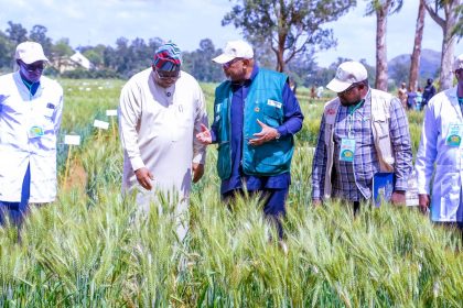 Rainfed wheat varieties will boost production, reduce importation cost – Agric Minister