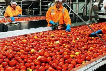 Varsity Trains Youths In Tomatoes/Pepper Production, Processing