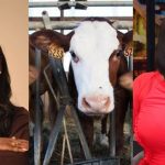 Lady cries out over amount spent in purchasing a cow