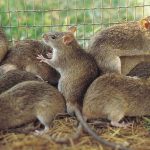 Lassa Fever: Nigeria records 166 deaths as outbreak spreads across 21 states