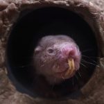 Some naked mole rats are designated toilet cleaners, study suggests