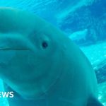 Canadian amusement park threatens to euthanise 30 beluga whales