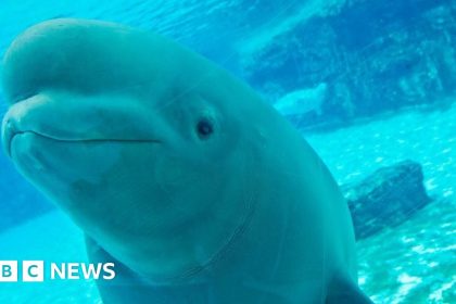 Canadian amusement park threatens to euthanise 30 beluga whales