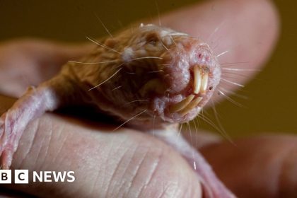 Naked mole rats reveal genetic secret to long life
