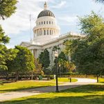 75-Year-Old Trees Are Emitting a ‘Vomit’-Like Stench at This California Park