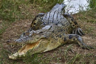 Woman’s Half-Eaten Body Found After Being Dragged into River by Crocodile