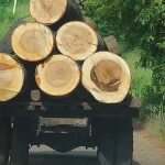 Nigeria Loses 400,000 Hectares Of Forest Annually, Experts Raise Alarm