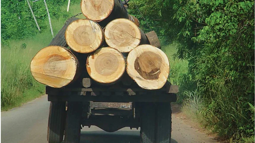 Nigeria Loses 400,000 Hectares Of Forest Annually, Experts Raise Alarm