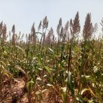 Sokoto Govt Celebrates Brownfield Cultivation Of Reclaimed BUA Cement Factory