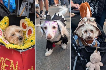 The Best Dog Halloween Costumes from the 2025 New York City Halloween Dog Parade