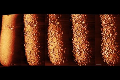 Striking images capture an antibiotic slaying bacteria in real time