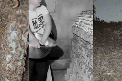 Fearless Man Runs Scorpion Farm, Milks Deadly Creatures for ₦30bn Venom